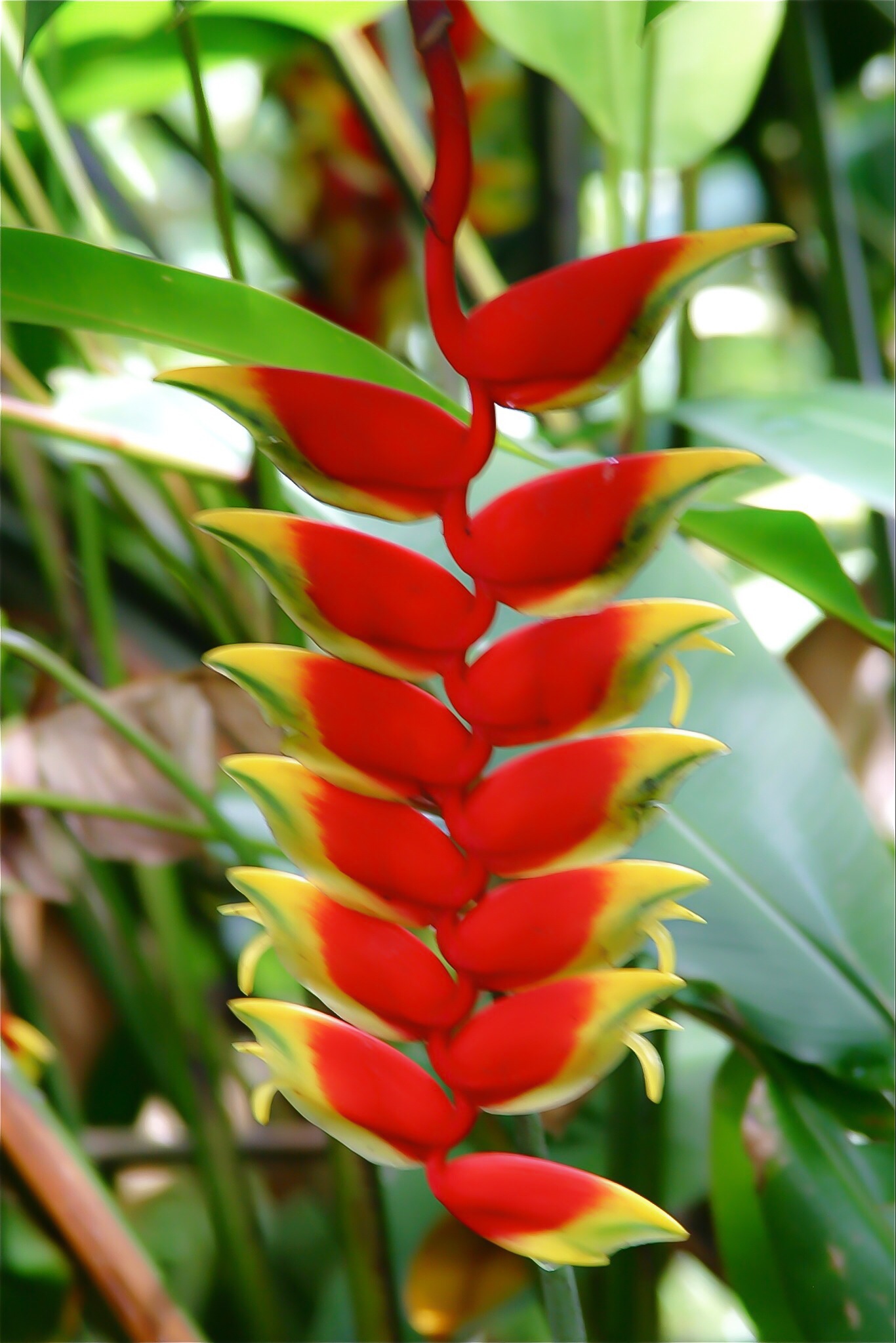 Maui Jungle Flower flower photography travel colorful s...
