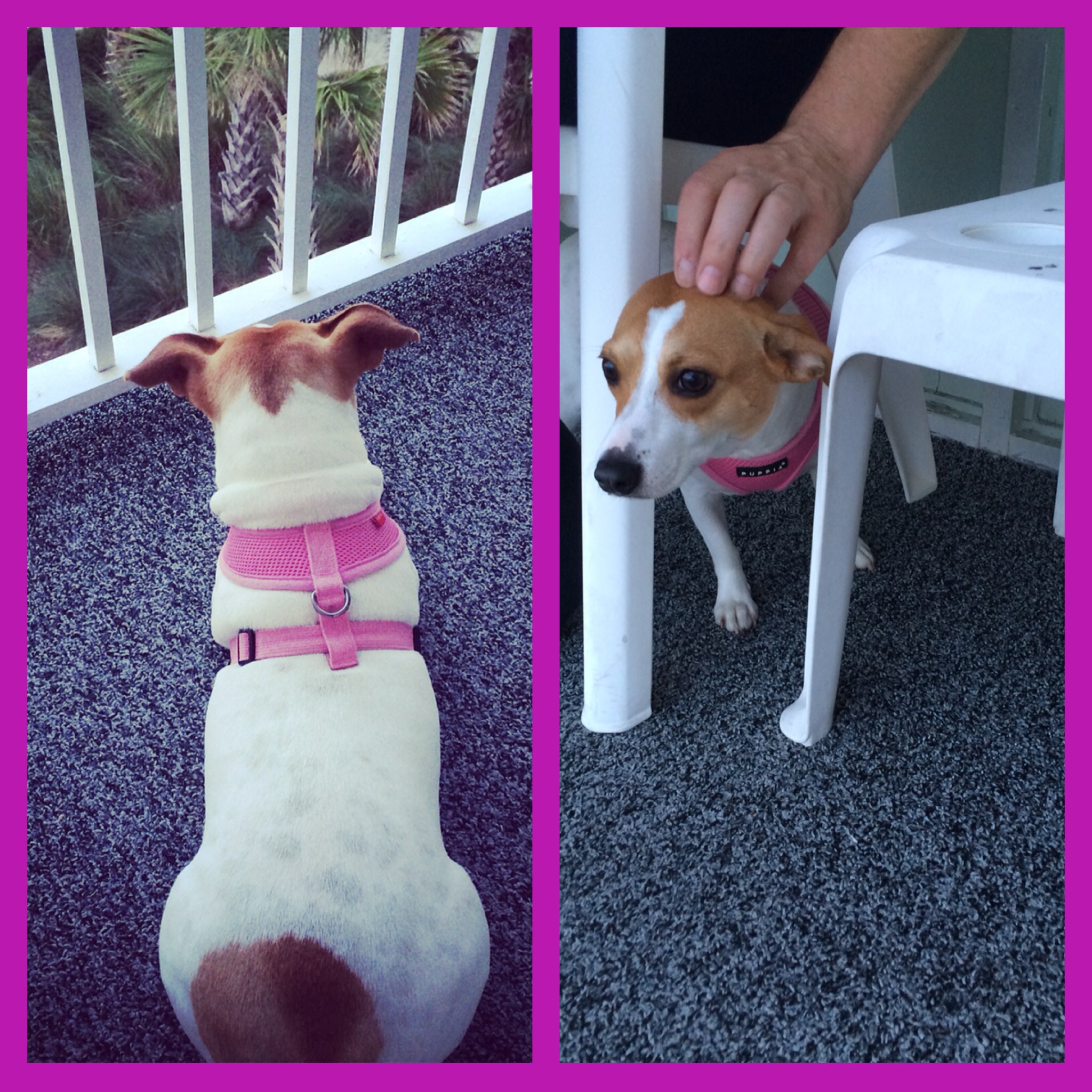 Gwen Conquers Her Fear Of The Balcony Image By Godsgrl81