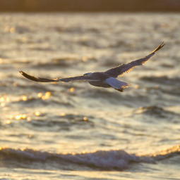 beach byebyesummer nature petsandanimals photography seagull